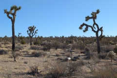 Now we begin to see the Joshua Trees