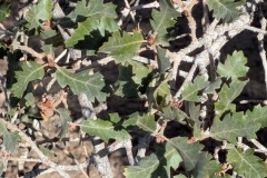 Their leaves are exactly like the oak trees I'm familiar with but...