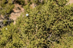 California Juniper, with unique berry