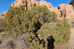 California Juniper
