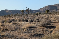 Great view of trees in setting sun