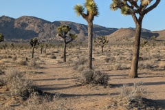 I tried to take photos of the largest trees...
