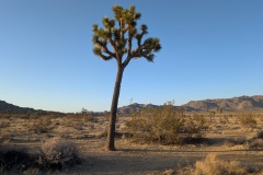 And another, notice the long shadow...