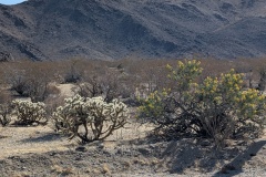 Two cholla plants on the left, likely creosote bush on right