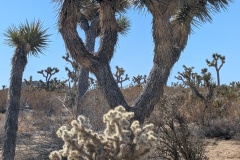 Another large cholla in front