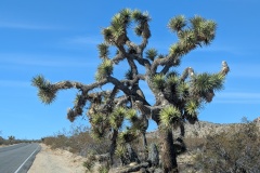 A large tree, they can live for 500 years or more!