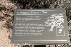 Mojave Desert Oak