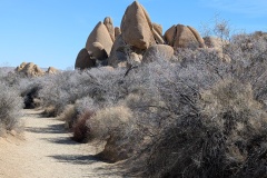 More Skull Rock trail