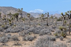 Probably the San Bernadino Mountains, to the west