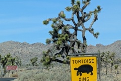 Didn't see any tortoises