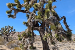 Large Joshua Tree - they grow slowly, only a few inches a year