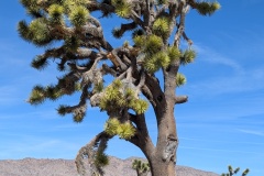 Another large Joshua Tree - look at the width of the trunk