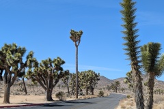 A few weird Joshua Trees, tall and skinny