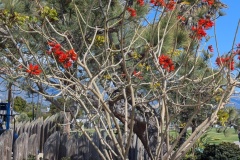 Naked Coral Tree