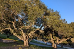 Oak trees
