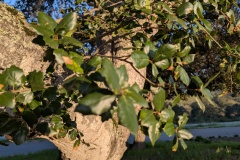 Small leaves, but not as small as the ones in Joshua Tree NP
