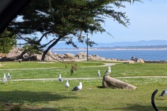 Lover's Point in Pacific Grove