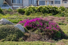Flowers everywhere
