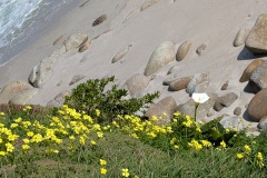 Flowers on steep drop-off to beach