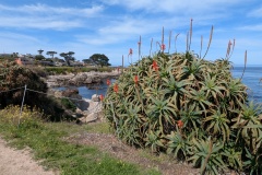 Aloe ferox, related to Aloe Vera