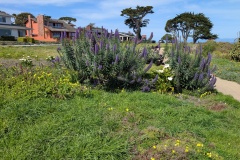 Lupine purple flowers