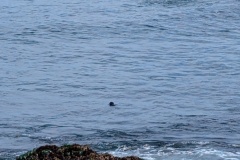 Seal in the water