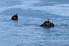 Cormorants on the rocks