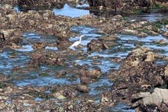 Great White Egret