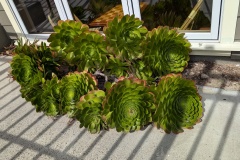 Each plant is over 12" wide!