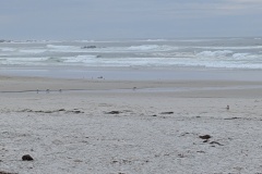 Asilomar Beach