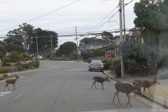 Pacific Grove residents
