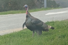 Wild turkey in Pacific Grove