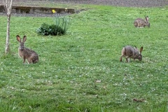 Bunnies at SKP park in Sutherlin OR