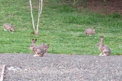 More bunnies! Many more outside of photo