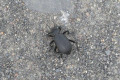 This bug was more than 1" long