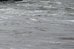 *Pelican in flight