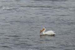 *Pelican close up