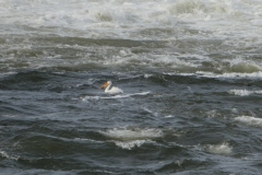 *This pelican was in the spray from the dam