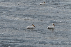 *Pelicans