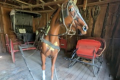 This horse is giving us the eye