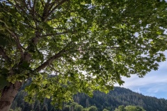 Look at all the flags!