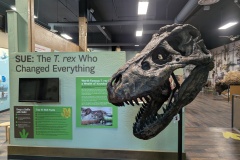 Sue the T-Rex, largest fossil T-Rex found