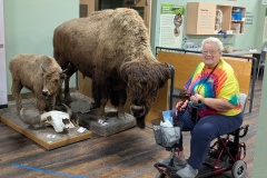 Bison and calf, and Myrna