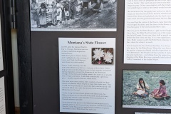 History of Montana's State Flower