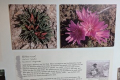 Bitterroot, a treasured food 