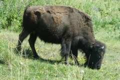 A few bison were close to the road