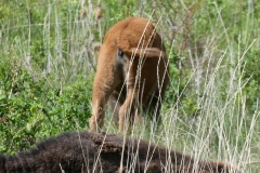 This little guy was hiding in the grass