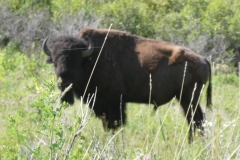 Another bull
