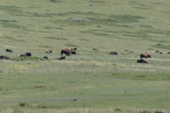 There they are - it was hot and a lot were hiding in the shade