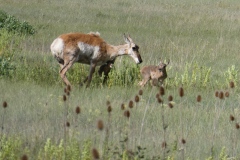Pronghorn mom and babies